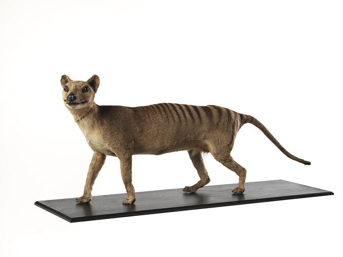 Taxidermied Thylacine specimen mounted on board.