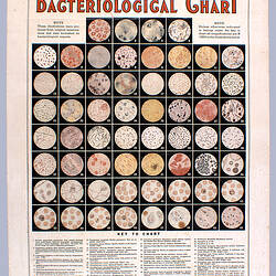 Wall Chart - Bacteriological Chart, Aloe Scientific, circa 1930