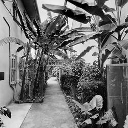 Negative - Kodak Australasia Pty Ltd, Back Garden Path, Kodak Branch, Townsville, QLD, 1930s