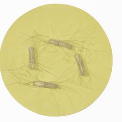 Model - Typhoid Fever, Bacillus Typhosus (Bacillaceae), Glass, Diameter 10,000x Magnification