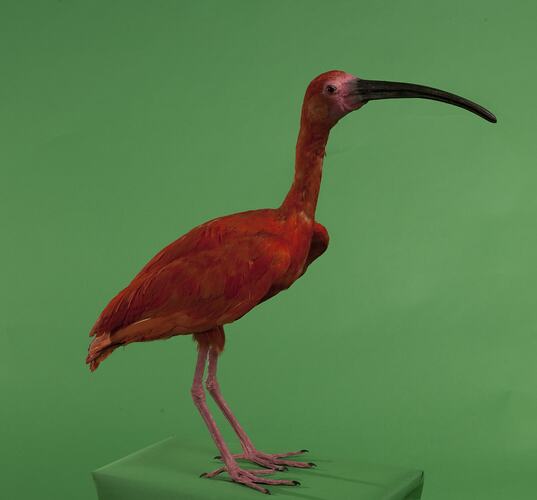<em>Eudocimus ruber</em>, Scarlet Ibis, mount.  Registration no. B 33026.