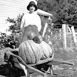 Negative - Woman With Pumpkins In A Wheelbarrow, Victoria, circa 1935