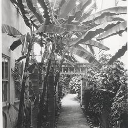 Photograph - Kodak Australasia Pty Ltd, Back Garden Path, Kodak Branch, Townsville, QLD, 1930s