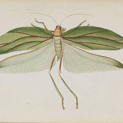 A light green insect with four wings