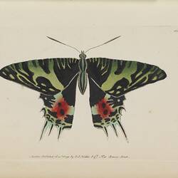 A black and green butterfly with red markings on each wing