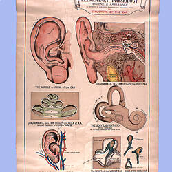 Wall Chart - The Structure of the Ear, circa 1930