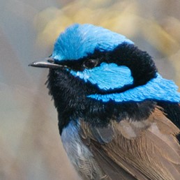 Closeup of blue coloured bird
