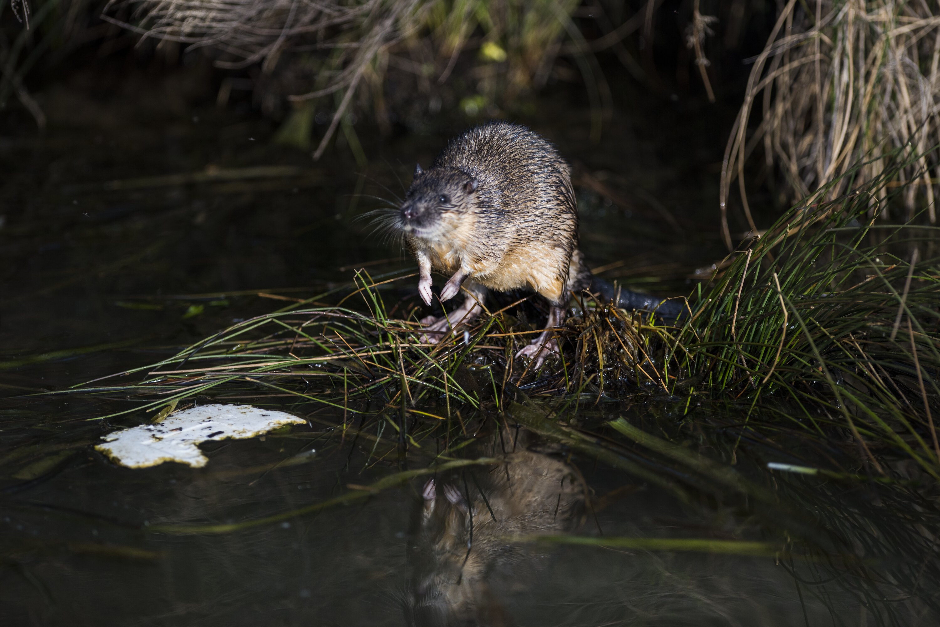 Water Rats Melbourne The Water Rat In Ripon
