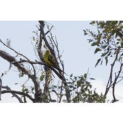 Yellow and green parrot in tree.