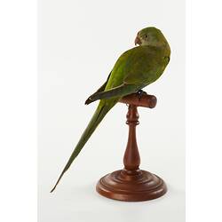 Green parrot specimen sitting on wooden perch.