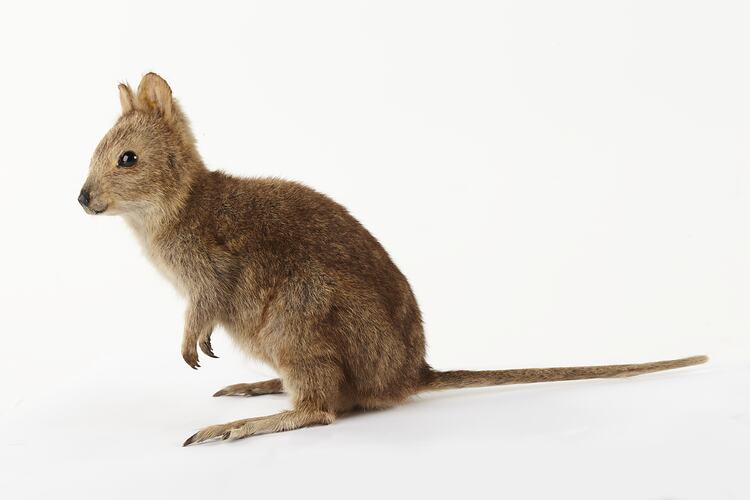 Side view of taxidermied Quokka specimen.