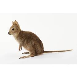 Side view of taxidermied Quokka specimen.