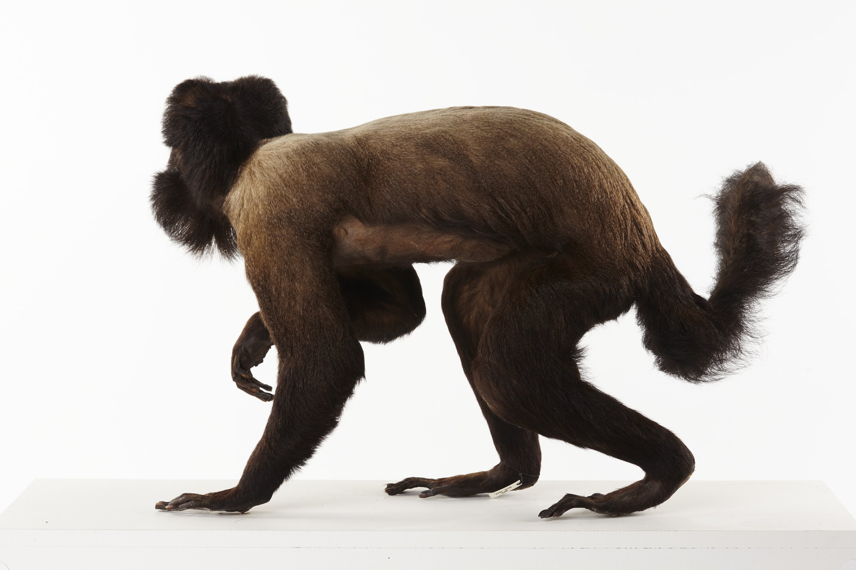 Taxidermy Mount - Black Bearded Saki, Chiropotes satanas