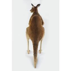 Rear view of taxidermied Red Kangaroo specimen.