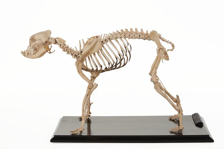 Kilburn Duke, prize winning bulldog. <em>Canis lupus familiaris</em>, skeleton. [C 29898.1]