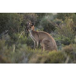 Side view of kangaroo in bush.