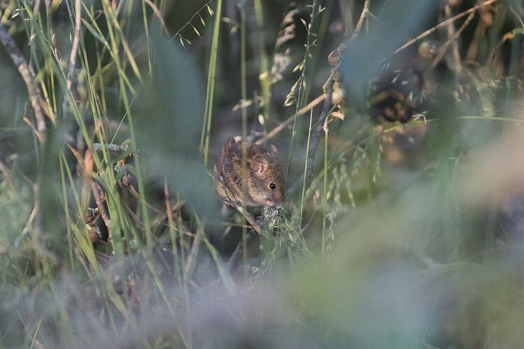 Mouse in grass.