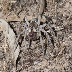 Wolf Spider.