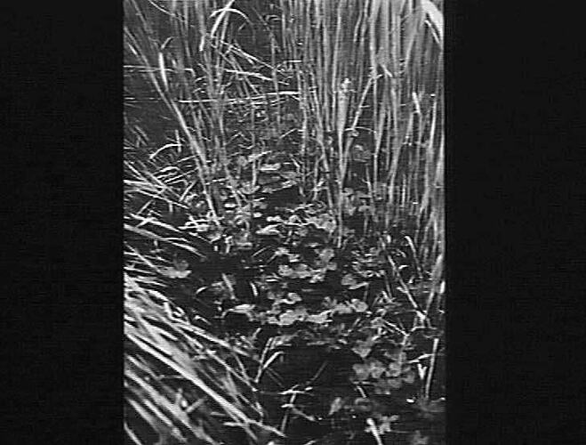 AN OAT CROP AS A COVER CROP TO CLOVER