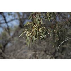 <em>Smicrornis brevirostris</em>, Weebill. Hattah National Park, Victoria.