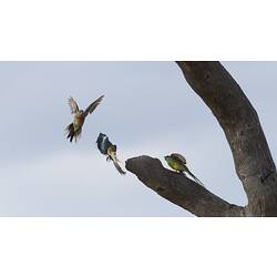 Parrots on and in flight beside bare branch.