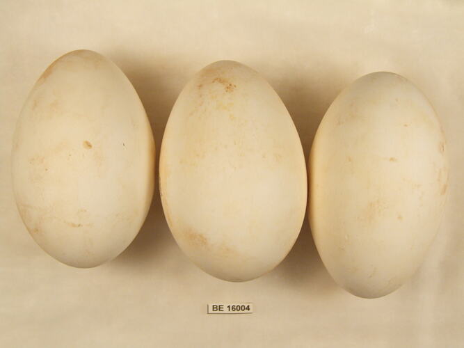Three bird eggs with specimen label.