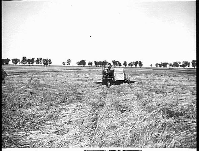 EXPERIMENTAL AUTO HEADER IN A DOWN AND TANGLED CROP OF WHEAT YIELDING 10 BAGS PER ACRE AT MURTOA, VICTORIA