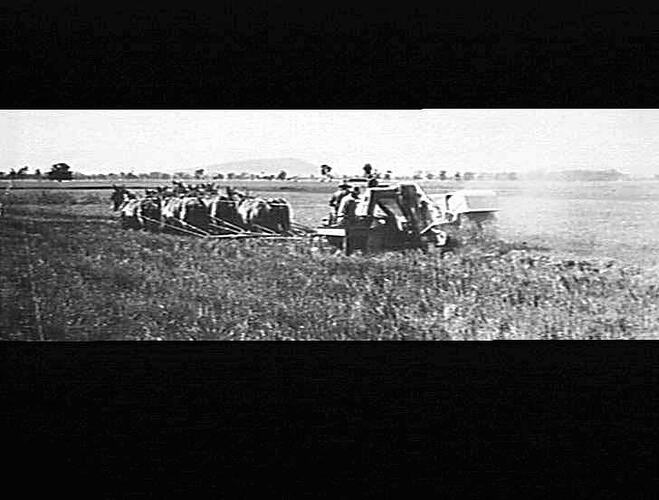 L. DARCHY, STONY POINT, LEETON. (CHAIN DRIVE FRONT) 2 1/2 TONS PER ACRE: 8 MAY 1935