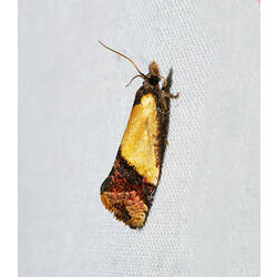 <em>Epitymbia cosmota</em>, moth. Great Otway National Park, Victoria.