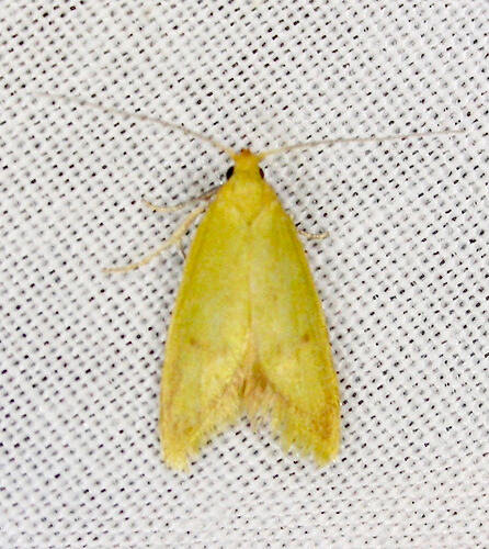<em>Aeolothapsa malacella</em>, moth. Great Otway National Park, Victoria.