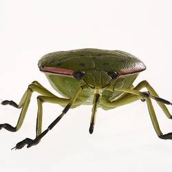 Wax model of a green six legged insect with black, pink and white spots down its back. Front view.