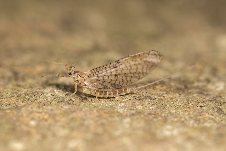 Mayfly on rock.