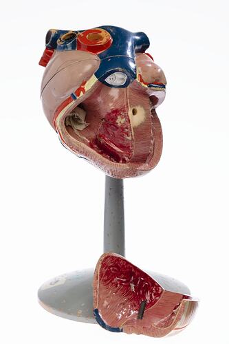 Human Heart Model