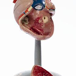 Human Heart Model