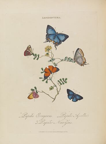 Six butterflies hovering around a yellow flower. The butterflies are coloured orange, blue, grey, brown and ye
