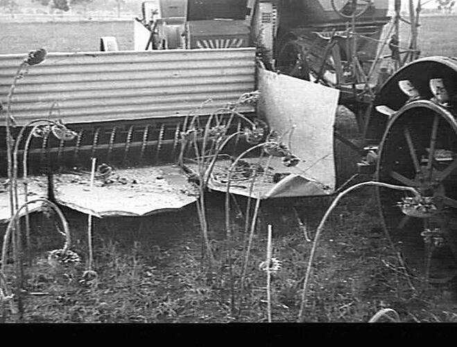 SUNSHINE H.S.T. HEADER WITH SUNFLOWER TRAYS: A. MAY, NOBBY QLD.: MAR 1948