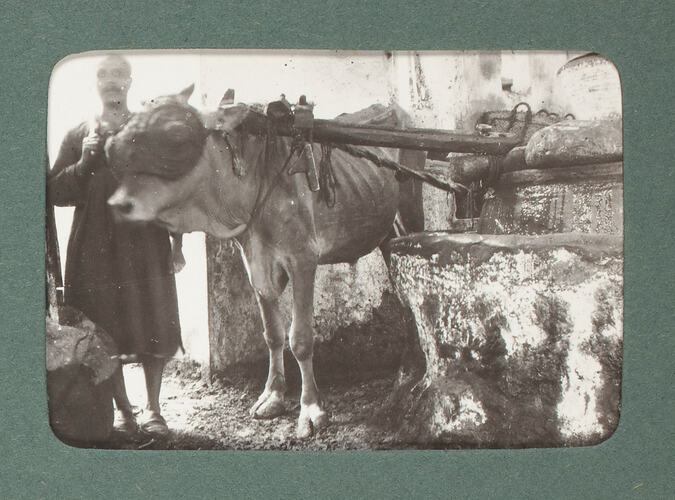 Gaunt cow at grinding mill with blinkers.