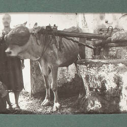 Photograph - Cow Working Grinding Mill with Blinkers, World War I, 1915-1917
