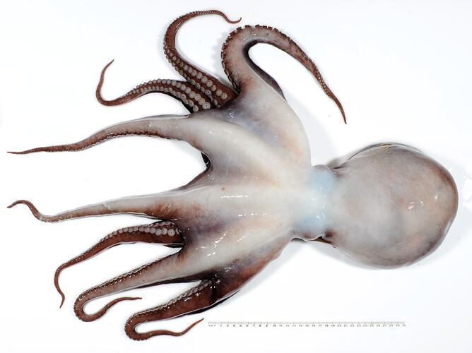 Back view of white-brown-red octopus on white background with ruler.