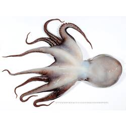 Back view of white-brown-red octopus on white background with ruler.