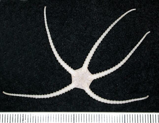 Back view of white brittle star on black background with ruler.