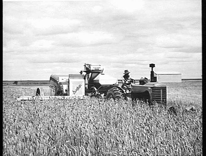 MR. ROY PEACOCK, WILLAURA, VIC., NO. 4 HEADER AND 744D TRACTOR IN 8-BAG CROP OF QUADRAT WHEAT: JAN 1953