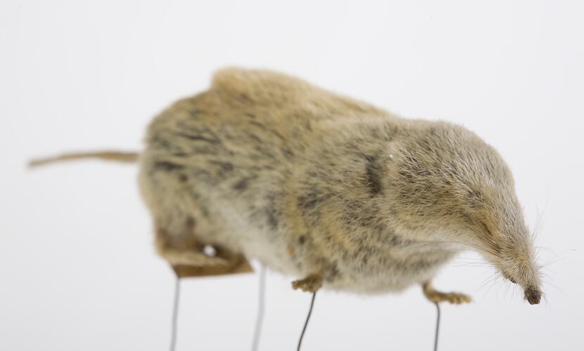 Shrew specimen, quarter side-front view.