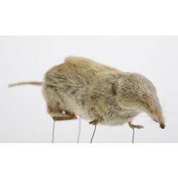 Shrew specimen, quarter side-front view.