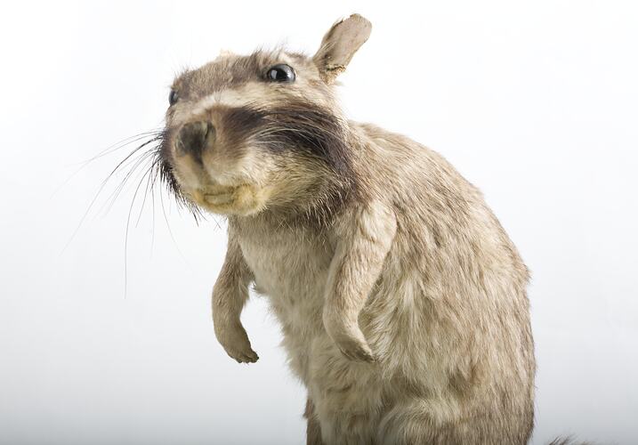 Taxidermied rat-like specimen .