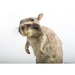 Taxidermied rat-like specimen .