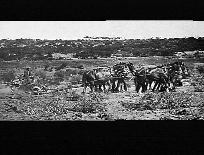 `SUNDERCUT' IN ROUGH MALLEE COUNTRY IN THE EARLY TWENTIES. A CULTIVATING DISC PLOUGH USED FOR BREAKING UP VIRGIN LIGHT SANDY SOIL IN THE VICTORIAN MALLEE, AFTER CLEARING WITH THE MALLEE ROLLER