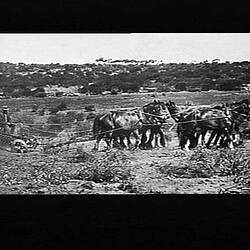 Photograph - H.V. McKay Pty Ltd, Farm Equipment Manufacture & Field Trials, Mallee, Victoria, 1920-1930