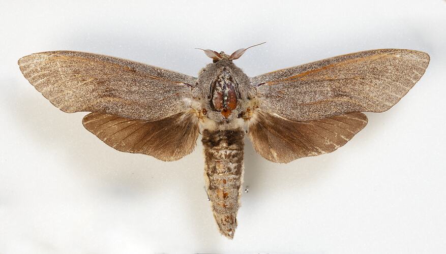 <em>Endoxyla cinereus</em>, Giant Wood Moth, male. [HET 49480]