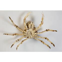 <em>Leptomithrax gaimardii</em>, Giant Spider Crab. [J 46721.7]